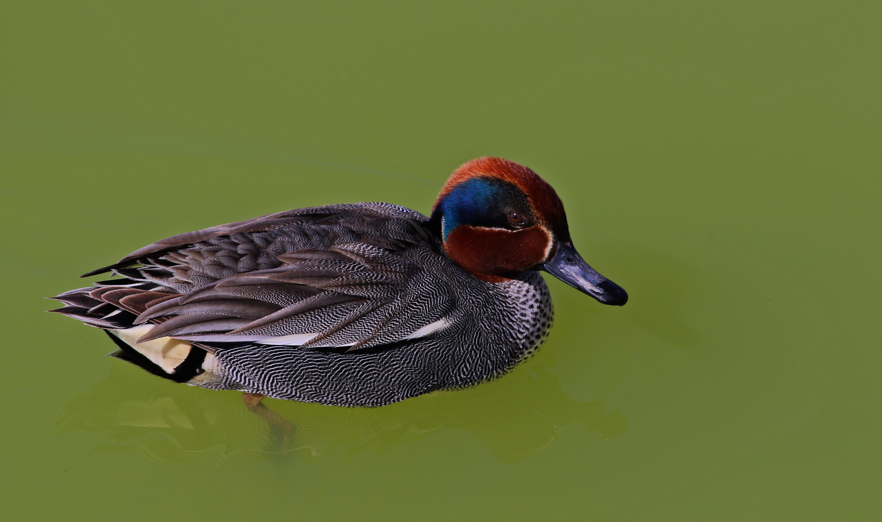 Green-winged Teal